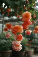 courtyard background, Bulbous begonia blossoms, Bulbous begonia flowers hang down in strings, Hanging like rows of wind chimes, Petals are small and beautiful, generate ai photo