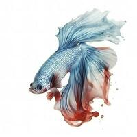 Siamese fighting fish isolated on white background, generate ai photo