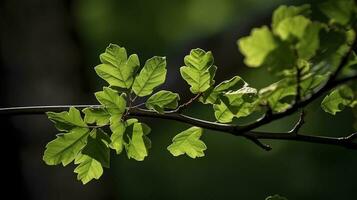 Earth Day and World Environment Day, Spring, Tropical tree leaves and branch with beautiful green forest background, generate ai photo