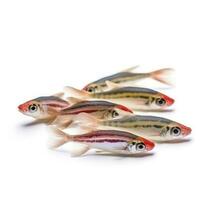 Danios isolated on white background, generate ai photo