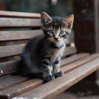 Stray kitten on the bench photo