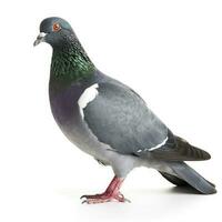 Pigeon isolated on white background, generate ai photo