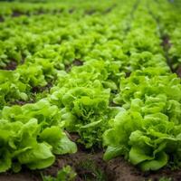 Field of vibrant green lettuce plant photo