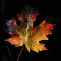 autumn maple leave in a row, vivid colors, panorama illustration on black background photo