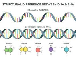 Infographic DNA and RNA spiral. Ribonucleic vs deoxyribonucleic acid structure, genetic structure and scientific vector illustration