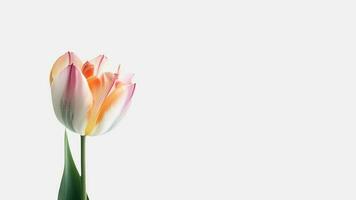 Beautiful Flower Composition of Tulip Isolated on White Background and Space for Message. Generative AI. photo