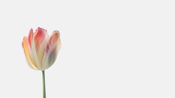 Beautiful Flower Composition of Tulip Isolated on White Background and Space for Message. Generative AI. photo