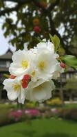 Chinese Suzhou garden, yellow red white begonia flower, petals high definition, detail, full of flowers, beautiful, background clearly visible white fence and windows, generate ai photo