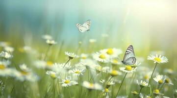 beautiful and colourful butterfly fluttering over the delicate Bellamy flowers daisies on a Sunny summer day, generate ai photo