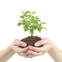 Environment Earth Day In the Tree plant in woman hand isolated on white background. Forest conservation concept, concept eco earth day. Saving the environment, ecology concept, generate ai photo