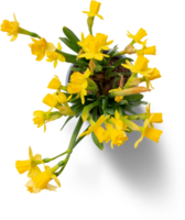 Yellow flower png photo