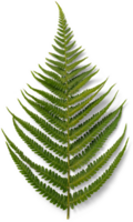 fern, ivy plant, flower, rose png