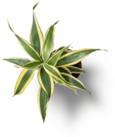 Succulent plant, plastic plant, pot planet, grass plant png