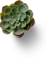 Succulent plant, plastic plant, pot planet, grass plant png