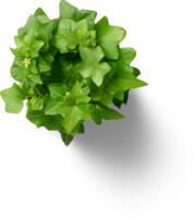 fern, ivy plant, flower, rose png