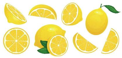 Lemon slices. Fresh citrus, half sliced lemons and chopped lemon isolated cartoon vector illustration set