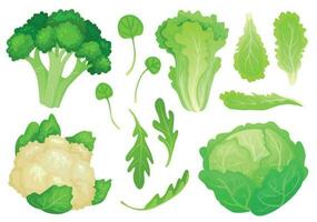 Cartoon cabbages. Fresh lettuce leaves, vegetarian diet salad and healthy garden green cabbage. Cauliflower head vector illustration
