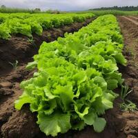 Field of vibrant green lettuce plant photo