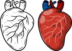 Heart. Human internal organ. Medicine and cardiology. Pumping blood through body. Element for textbook and medical education. Arteries and red veins. Cartoon flat illustration vector