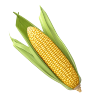 Fresh yellow corn isolated. Illustration png