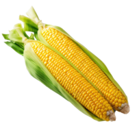 Fresh yellow corn isolated. Illustration png