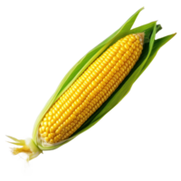 Fresh yellow corn isolated. Illustration png