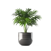 Home plant in flower pot isolated. Illustration png