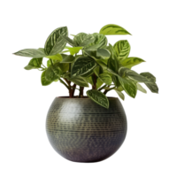 Home plant in flower pot isolated. Illustration png