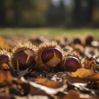 Close up of horse chestnut on ground photo