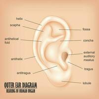 Outer Ear Diagram Hearing Of Human Organ, Vector Illustration