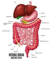 The Part Of Internal Human Digestive System Illustration, Vector Illustration