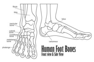 Human Foot Bones Front And Side View Anatomy, Vector Illustration