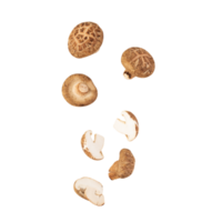 vallende shiitake-paddenstoelknipsel, png-bestand png