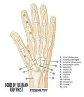 Bones of the hand and wrist anatomy, Vector Illustration