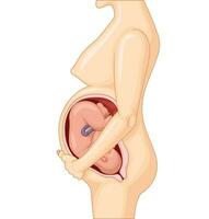 Normal Pregnant female ready to give birth, Vector Illustration