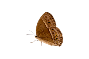 Schmetterling Flecken Orange Gelb isolieren auf transparent Hintergrund png Datei