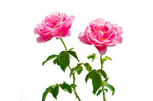 pink rose Isolated on transparent background PNG file