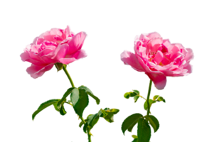 pink rose Isolated on transparent background PNG file