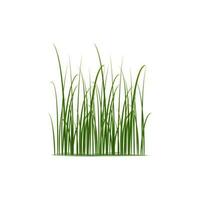 Realistic reed, sedge and grass grow in wetlands vector