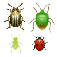 Bug and beetle, ladybug and aphid insect vector