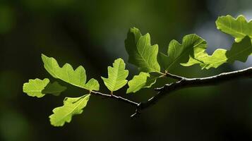 Earth Day and World Environment Day, Spring, Tropical tree leaves and branch with beautiful green forest background, generate ai photo