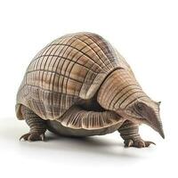 Armadillo isolated on white background, generate ai photo