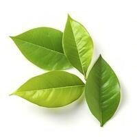 Fresh lemon green leaves isolated on white background, generate ai photo