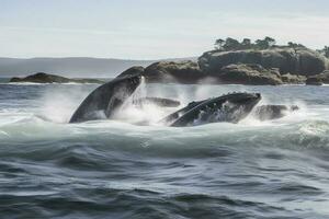 A group of humpback whales breaching, generate ai photo