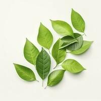 Fresh lemon green leaves isolated on white background, generate ai photo