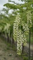 The green Sophora japonica trees are full of white Sophora japonica flowers, generate ai photo