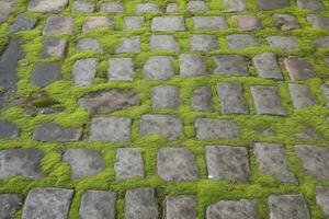 empedrado acera, verde musgo Entre ladrillo antecedentes. antiguo Roca pavimento textura. enguijarrado de cerca con verde césped en el costuras Roca pavimentado pasarela en antiguo pueblo foto