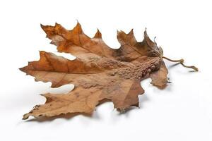 grande seco otoño marrón hoja en un blanco antecedentes , generar ai foto