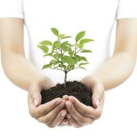 Environment Earth Day In the Tree plant in woman hand isolated on white background. Forest conservation concept, concept eco earth day. Saving the environment, ecology concept, generate ai photo