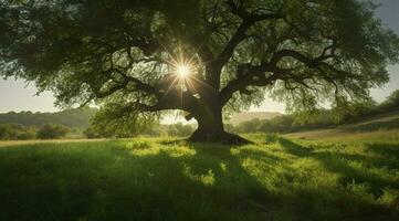 a large tree with bright sun rays, in the style of pastoral charm, dark green and light green, quietly poetic, combining natural and man made elements, generat ai photo